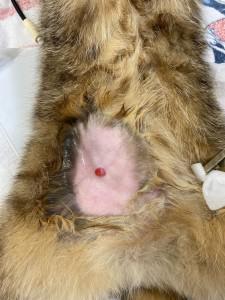 ネコ腫瘍