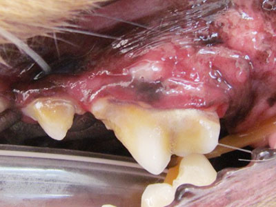 歯槽骨膜炎