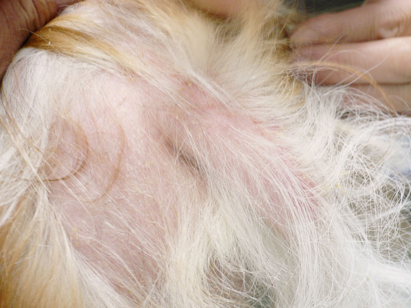 ネコの被毛の検査、皮膚の削り取り