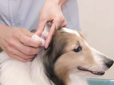 犬の外耳炎治療風景