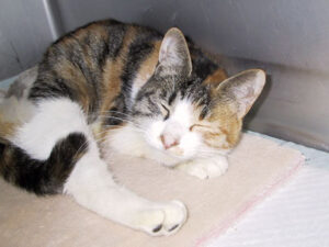 猫の尿路細菌感染症