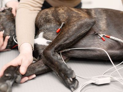犬の心電図検査