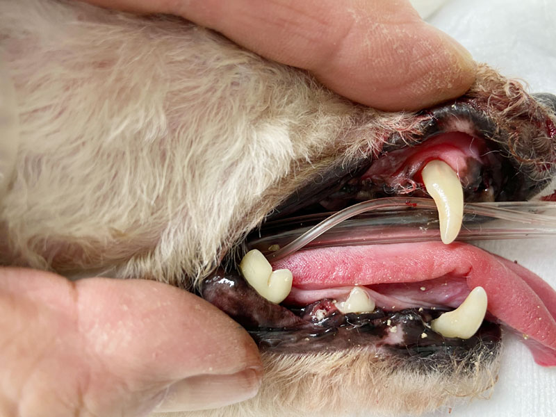 犬の歯科診察