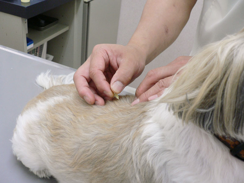 鍼灸治療をする犬