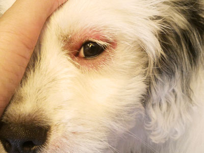 犬のアトピー性皮膚炎