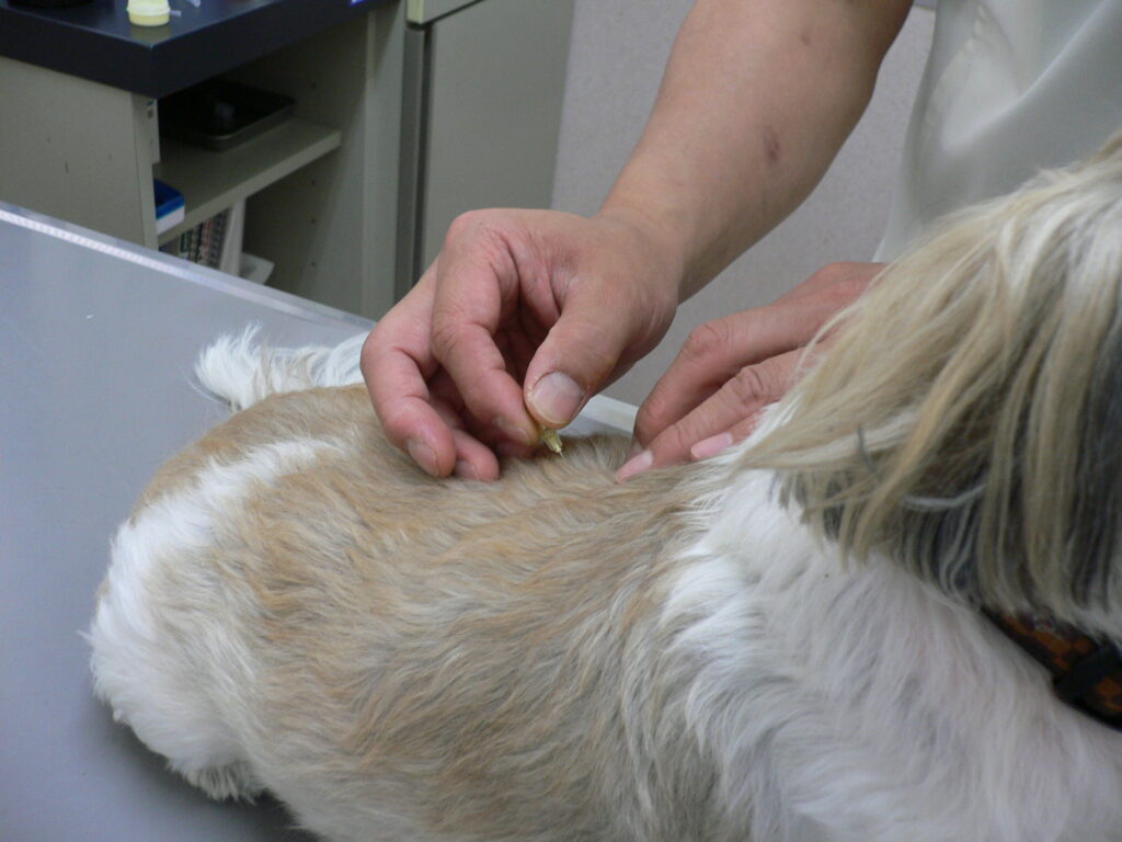 犬の鍼灸治療