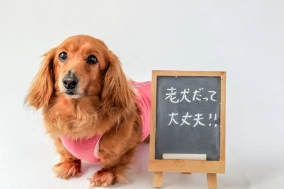 鍼灸治療にペット保険は使えるのか?